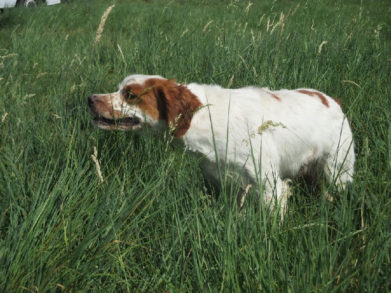 CH. TR. Fiume De la vallée du nebbiu