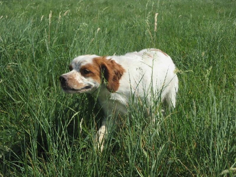 TR. CH. Fiume De la vallée du nebbiu